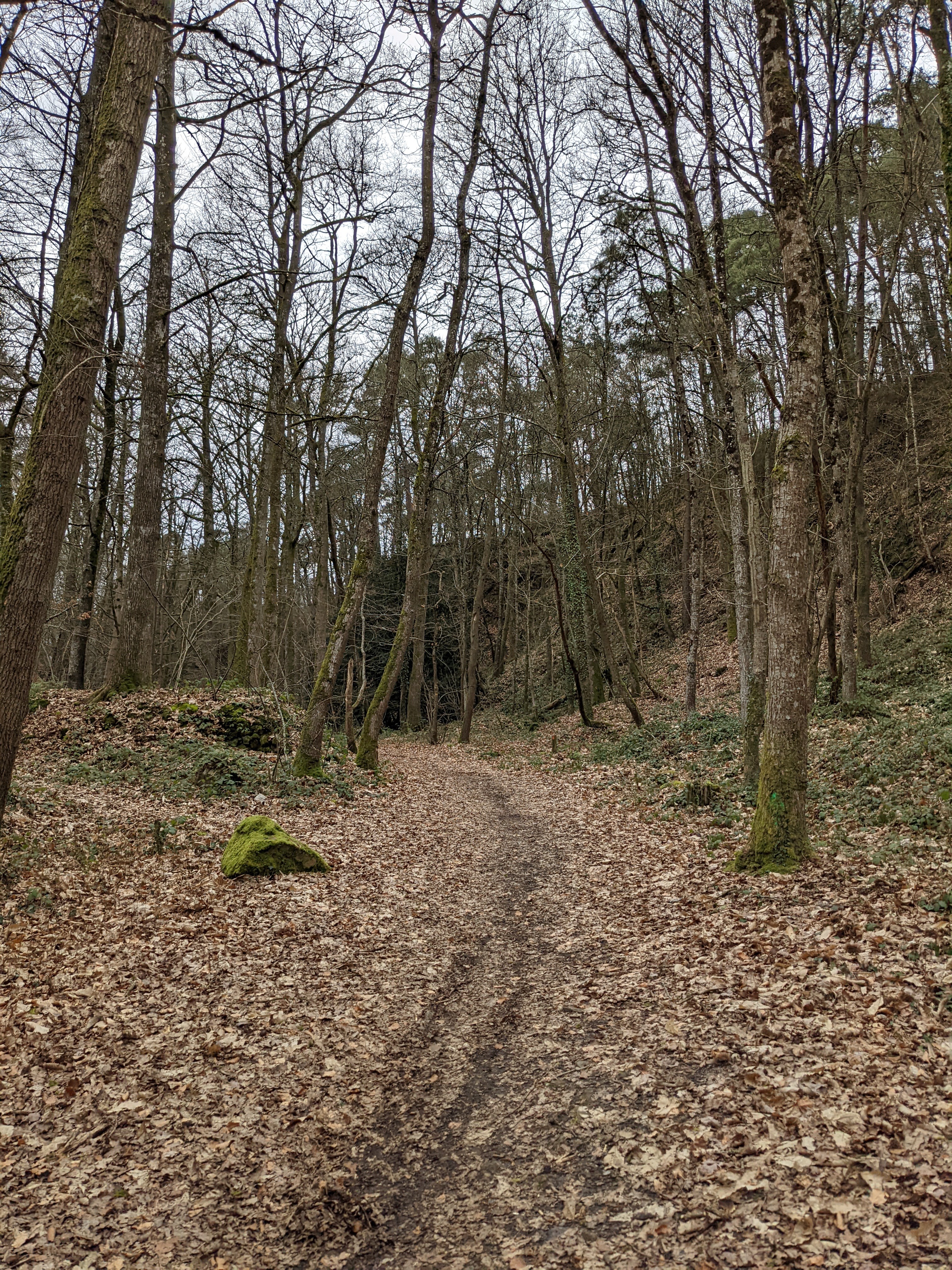 Randonnée dans la forêt de Domfront