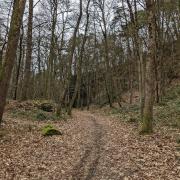 Randonnée dans la forêt de Domfront