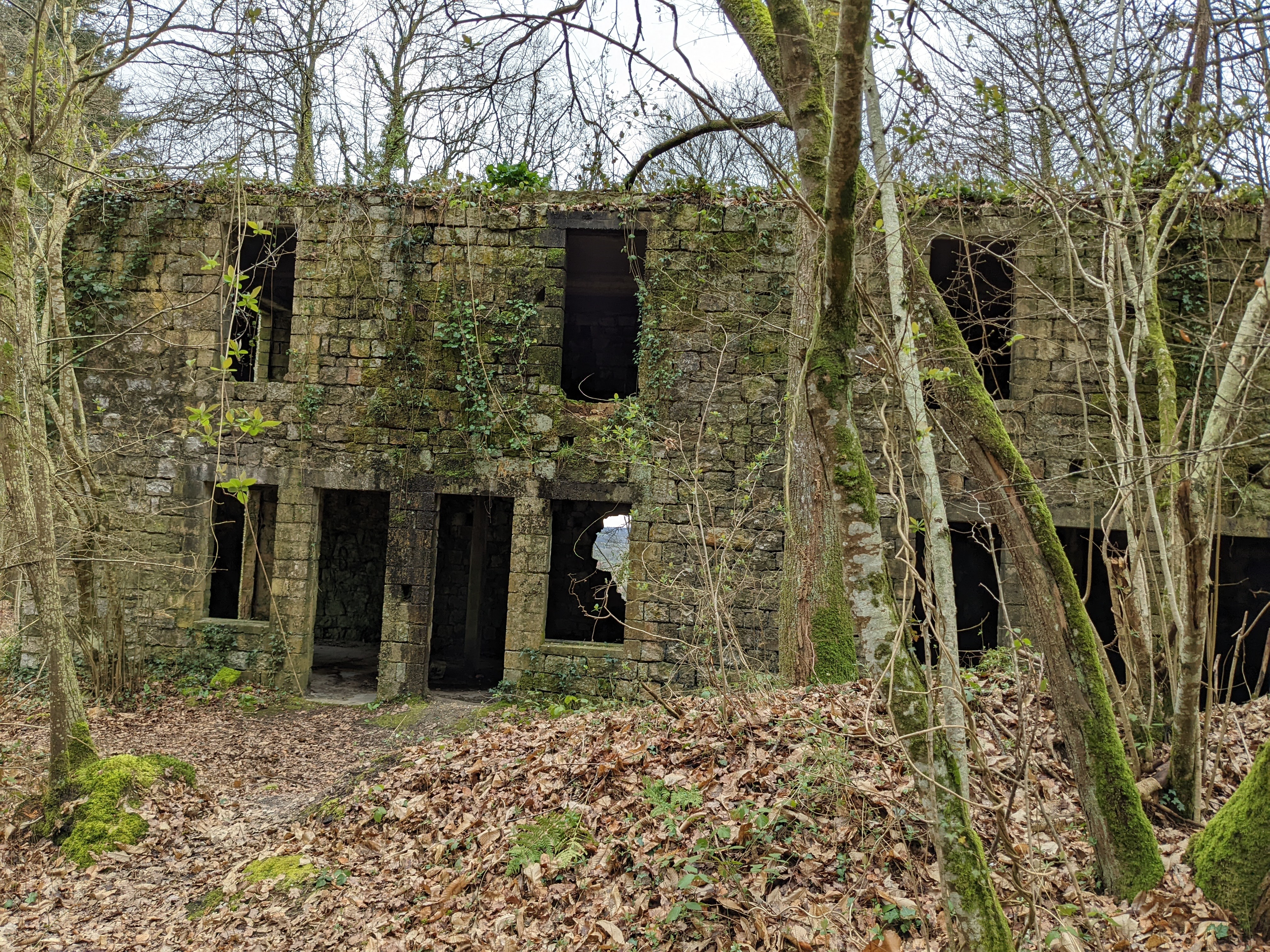 Randonnée dans la forêt de Domfront