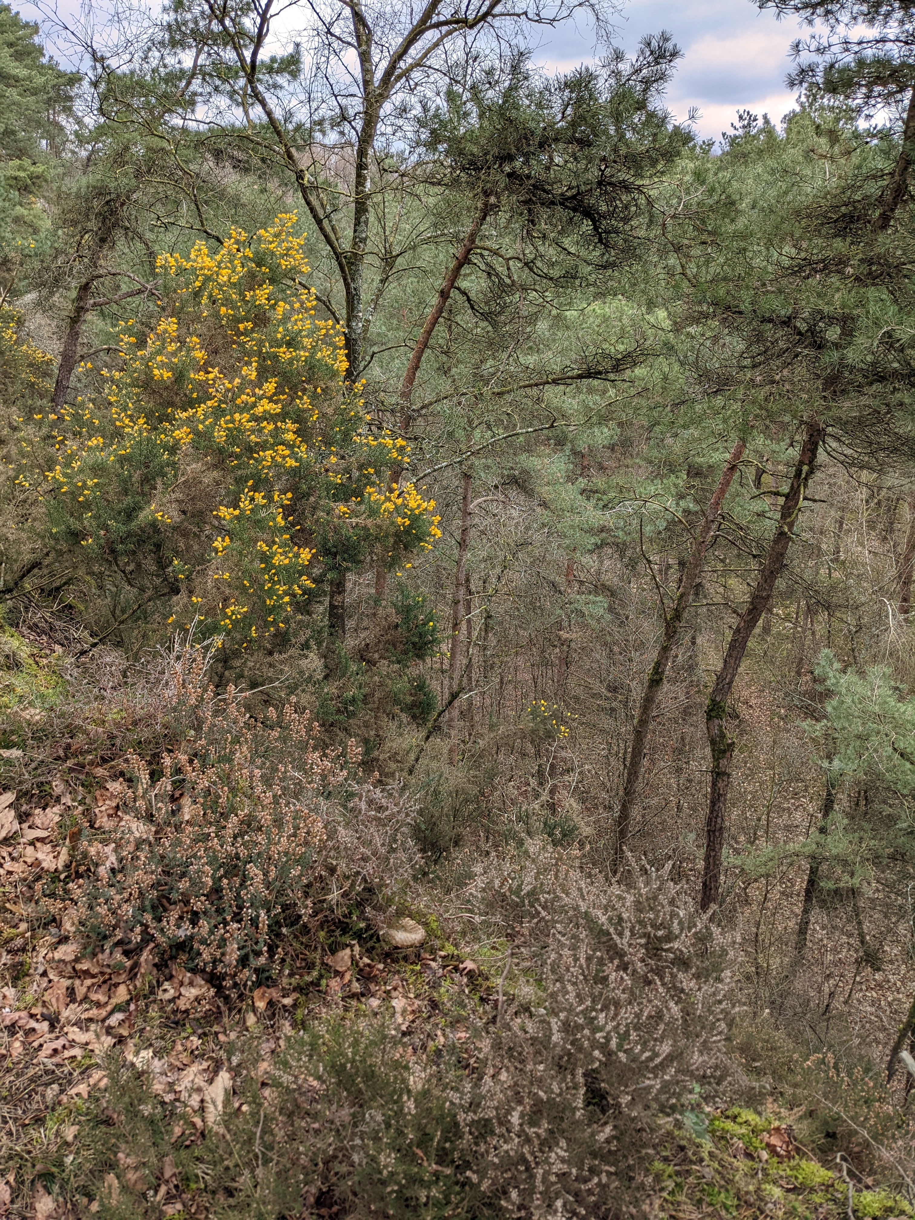 Randonnée dans la forêt de Domfront