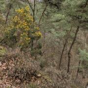 Randonnée dans la forêt de Domfront