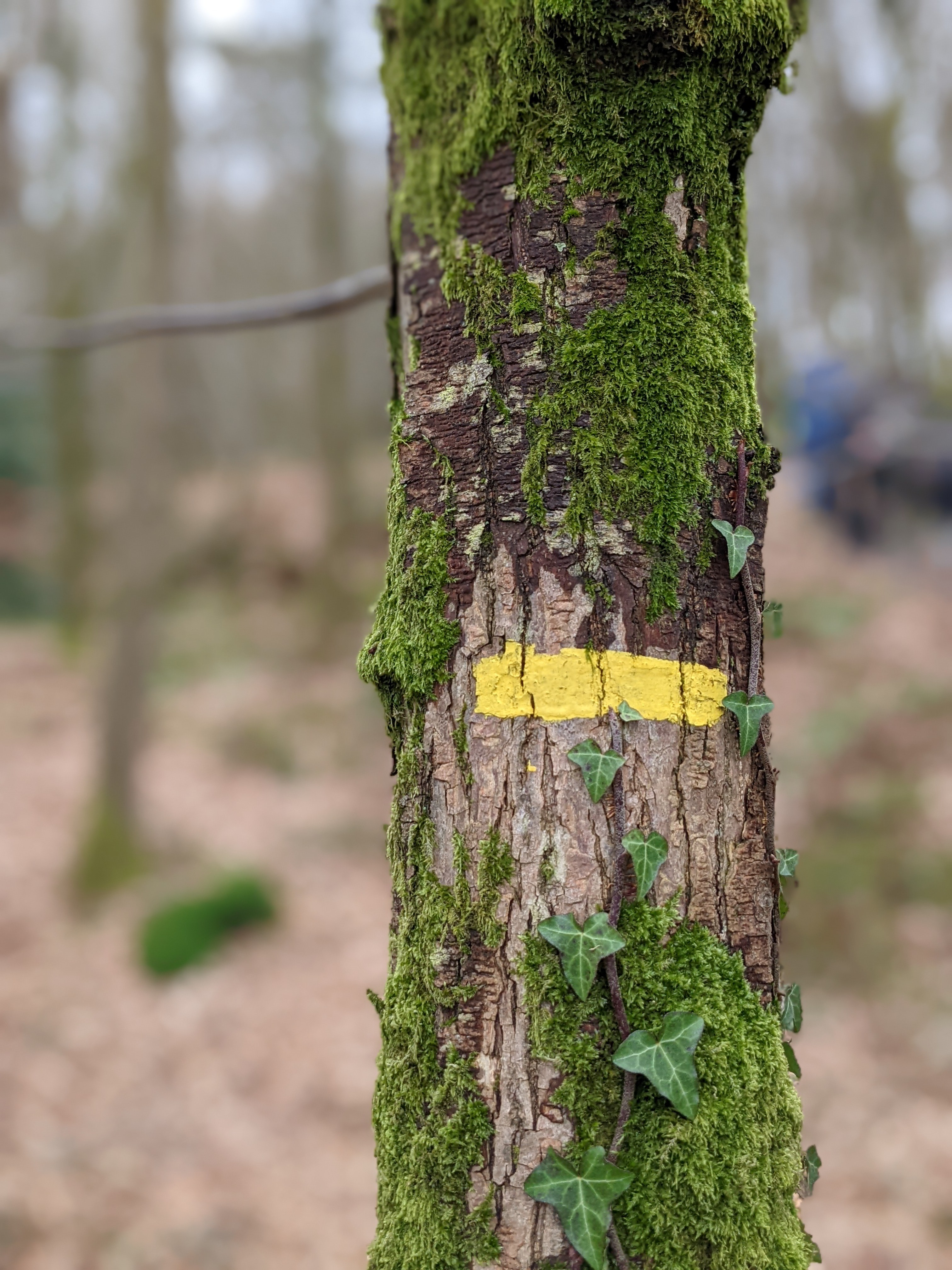 Randonnée dans la forêt de Domfront