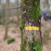 Randonnée dans la forêt de Domfront