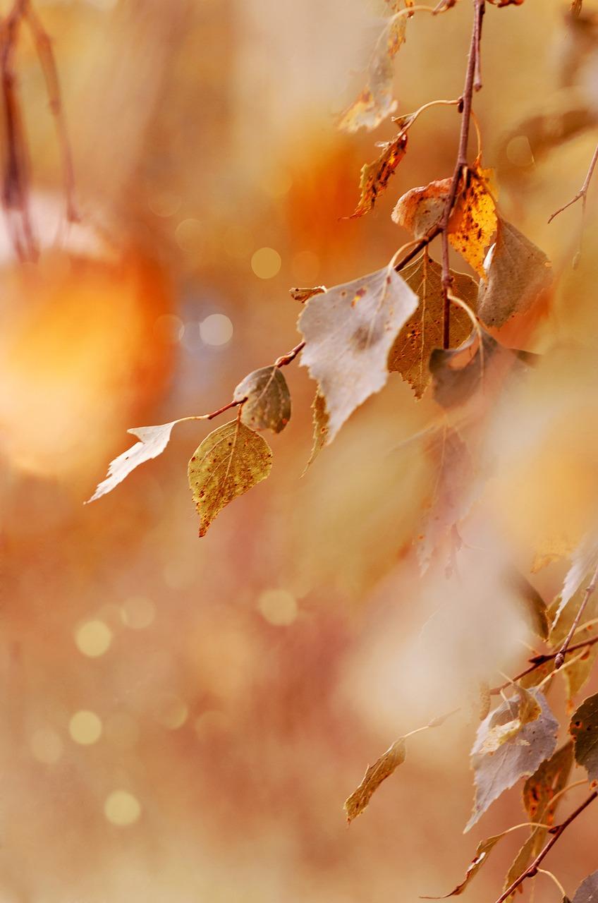 Autumn 5291453 1280