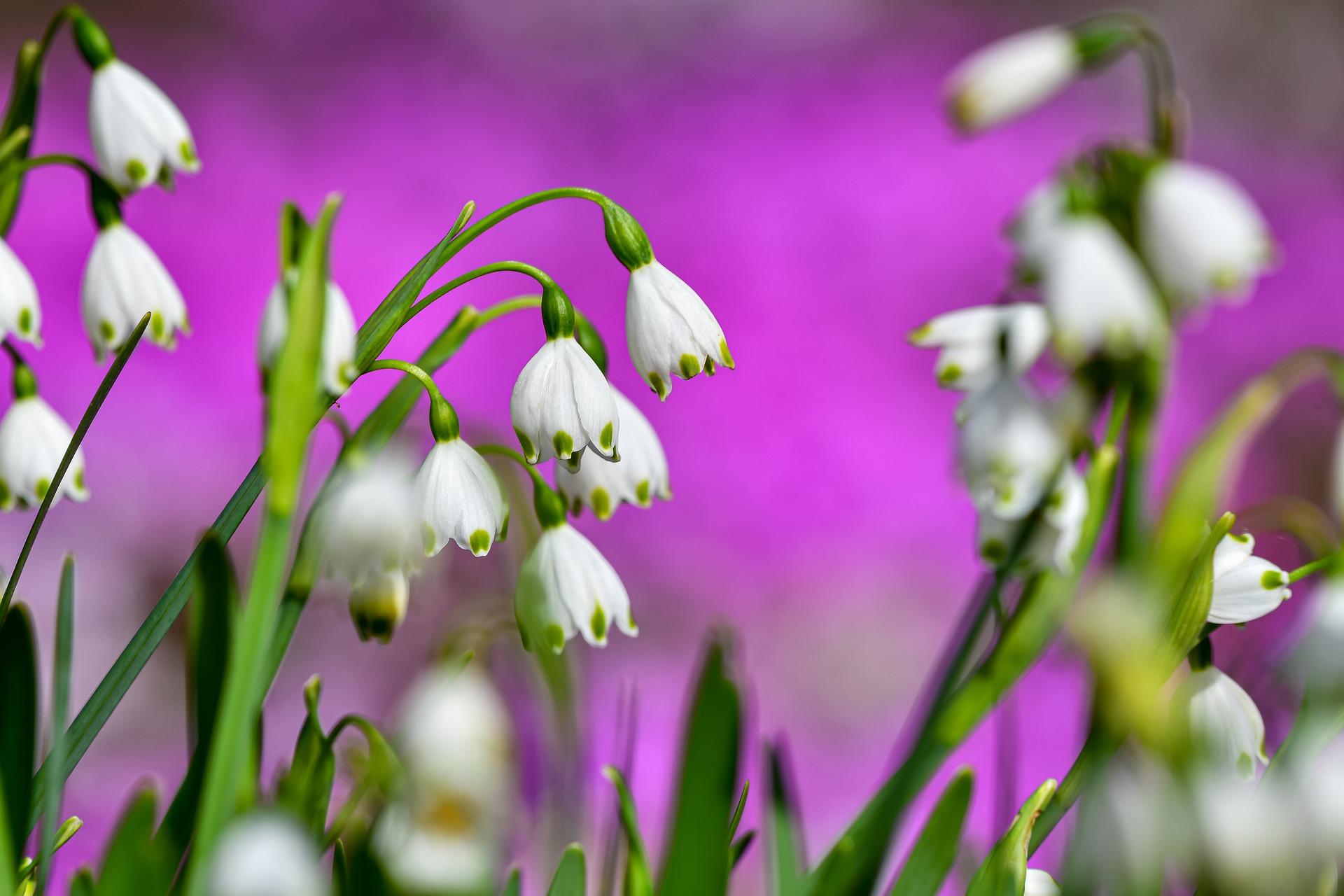 Flowers g307b40897 1920